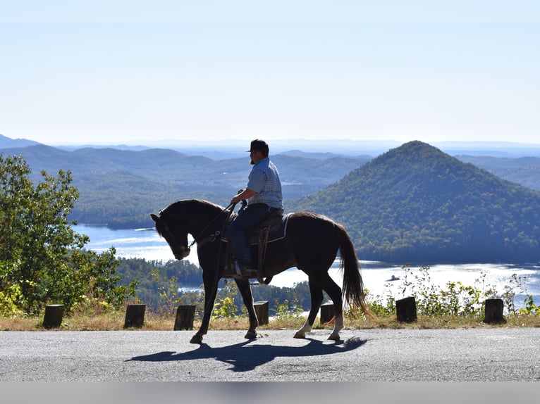 Spotted Saddle Horse Gelding 12 years 15,1 hh Black in Cleveland Spotted Saddle Horse Gelding 12 years 15,1 hh Black in Cleveland