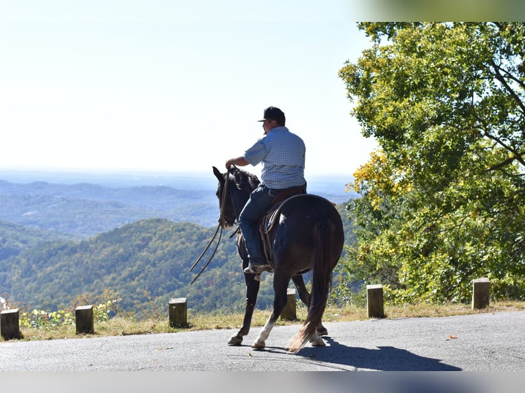 Spotted Saddle Horse Gelding 12 years 15,1 hh Black in Cleveland Spotted Saddle Horse Gelding 12 years 15,1 hh Black in Cleveland
