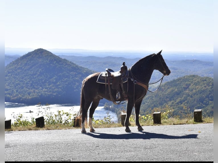 Spotted Saddle Horse Gelding 12 years 15,1 hh Black in Cleveland Spotted Saddle Horse Gelding 12 years 15,1 hh Black in Cleveland