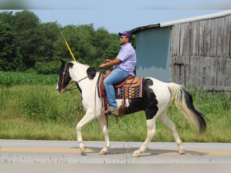 Spotted Saddle Horse Gelding 12 years in Sonora, KY