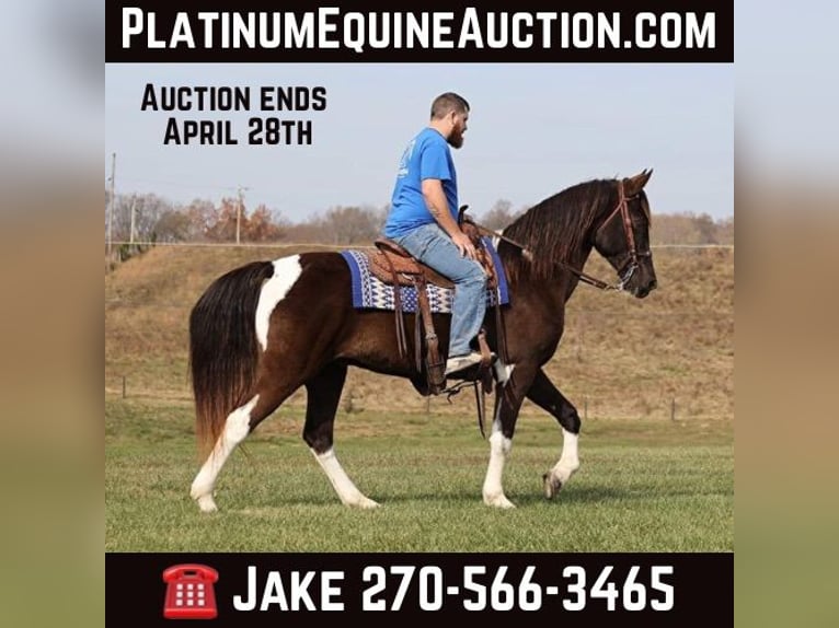 Spotted Saddle Horse Gelding 13 years 15,2 hh Tobiano-all-colors in Jamestown Ky