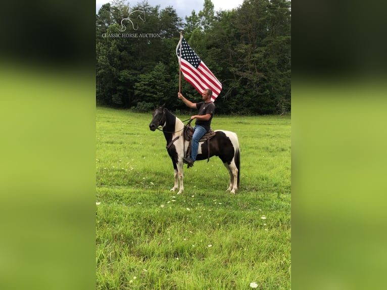 Spotted Saddle Horse Gelding 13 years 15 hh Tobiano-all-colors in Rockholds, KY