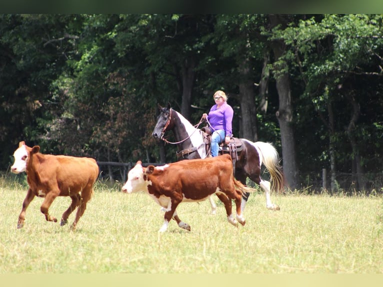 Spotted Saddle Horse Gelding 13 years 15 hh in Bethlehem, PA