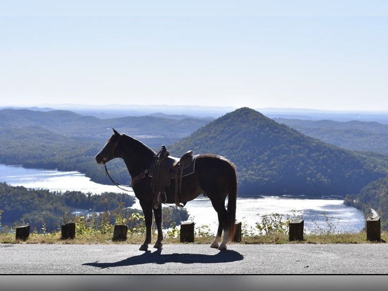 Spotted Saddle Horse Gelding 13 years 15,1 hh Black in Cleveland