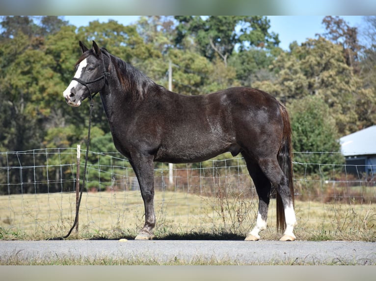 Spotted Saddle Horse Gelding 13 years 15,1 hh Black in Cleveland