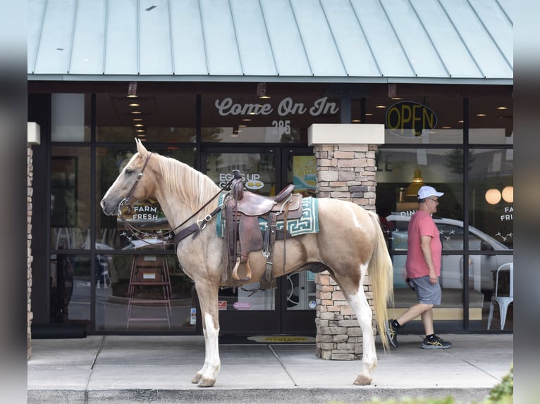 Spotted Saddle Horse Gelding 13 years 15,2 hh Pinto in Cleveland
