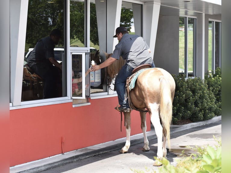 Spotted Saddle Horse Gelding 13 years 15,2 hh Pinto in Cleveland