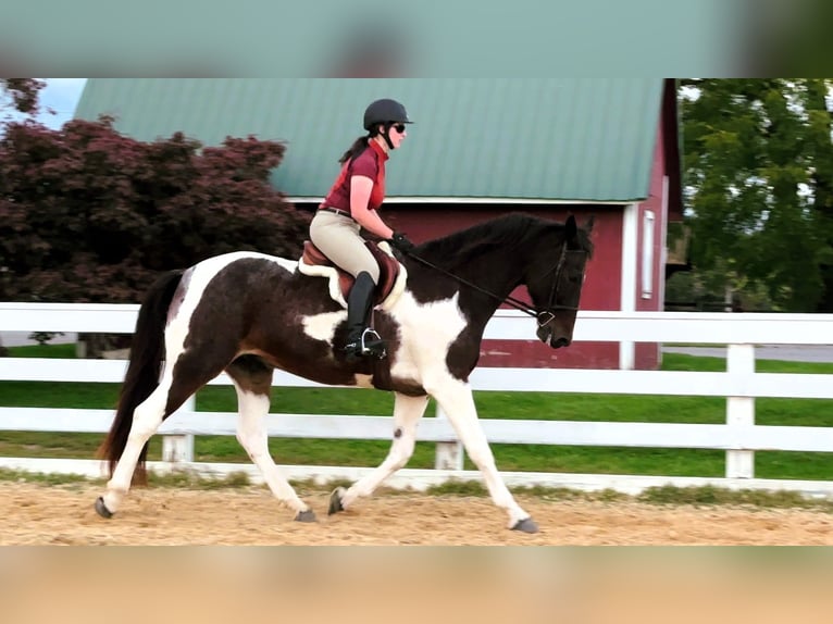 Spotted Saddle Horse Mix Gelding 13 years 16,1 hh Pinto in Rockville, MD