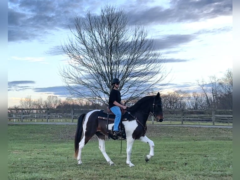 Spotted Saddle Horse Mix Gelding 13 years 16,1 hh Pinto in Rockville, MD