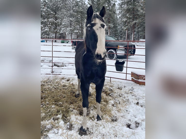 Spotted Saddle Horse Gelding 14 years 15,1 hh Tobiano-all-colors in Victor, MT