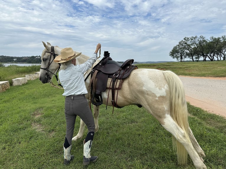 Spotted Saddle Horse Gelding 15 years 15 hh Pinto in Spicewood