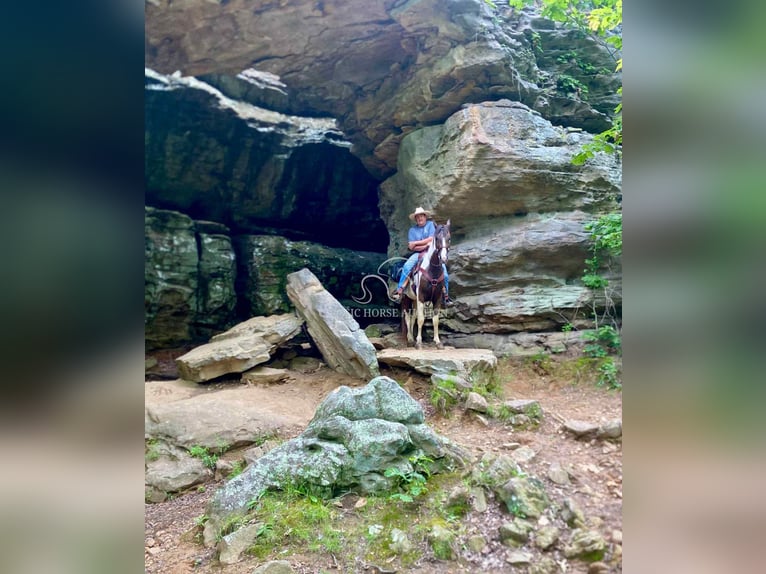 Spotted Saddle Horse Gelding 3 years 15 hh in Campbellsville, KY