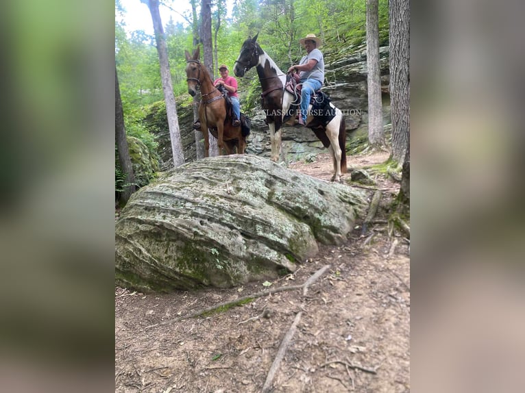 Spotted Saddle Horse Gelding 3 years 15 hh Tobiano-all-colors in Campbellsville, KY