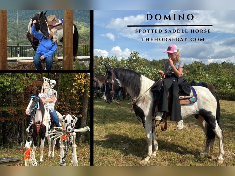Spotted Saddle Horse Gelding 4 years 14,1 hh Tobiano-all-colors in Princeton, NC