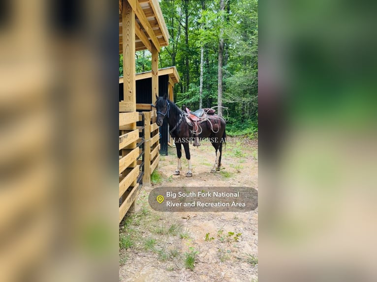 Spotted Saddle Horse Gelding 4 years 15 hh Tobiano-all-colors in Rockholds, KY