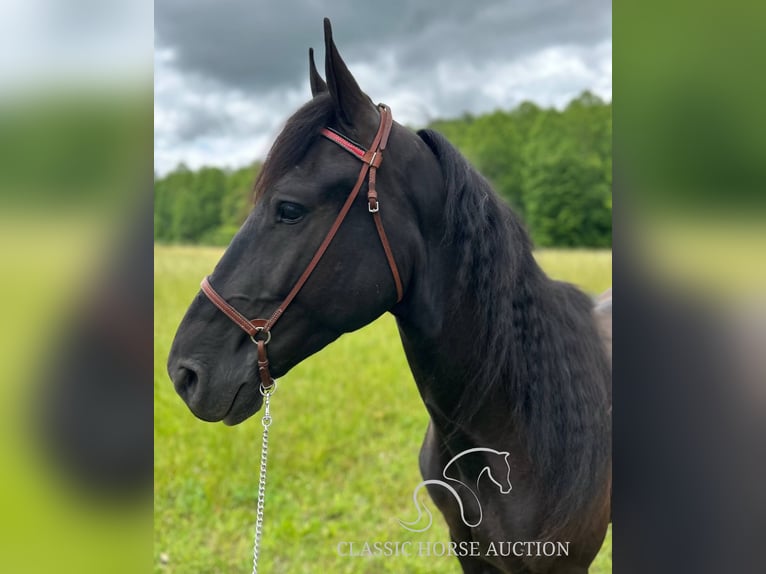 Spotted Saddle Horse Gelding 4 years 15 hh Tobiano-all-colors in Rockholds, KY