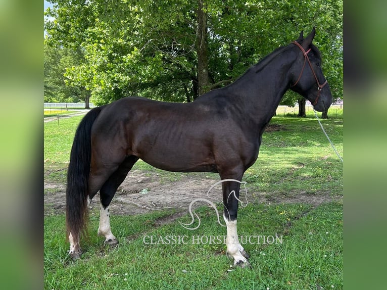 Spotted Saddle Horse Gelding 4 years 15 hh Tobiano-all-colors in Rockholds, KY