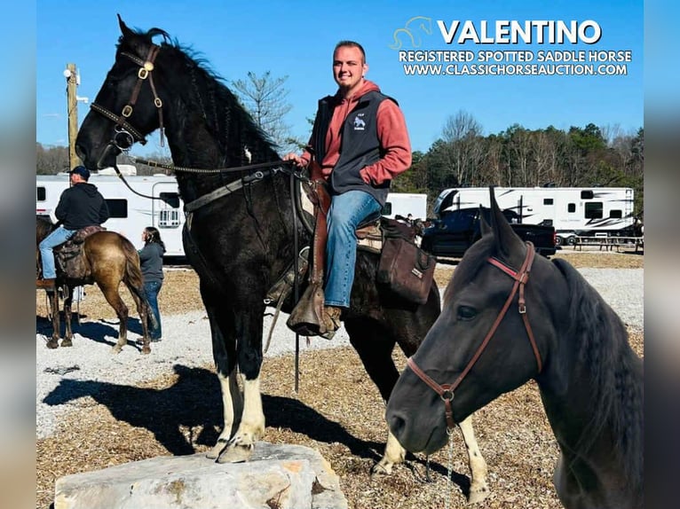 Spotted Saddle Horse Gelding 4 years 15 hh Tobiano-all-colors in Rockholds, KY
