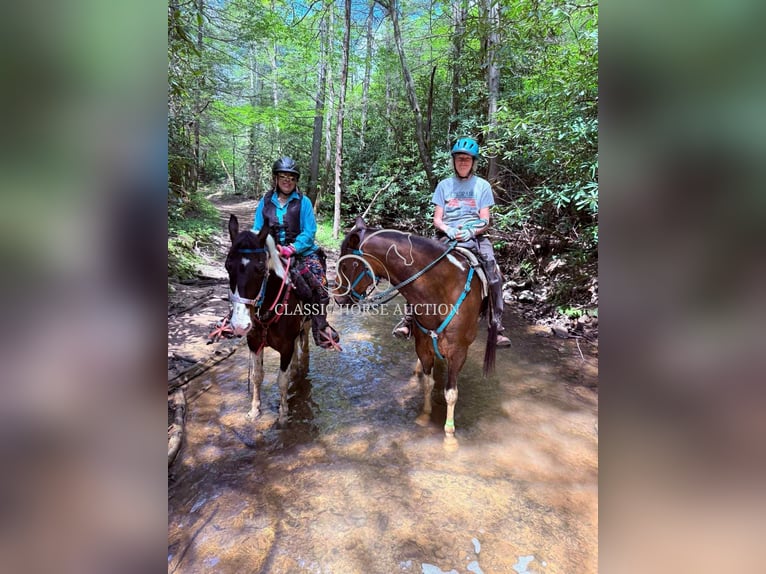 Spotted Saddle Horse Gelding 5 years 14 hh Tobiano-all-colors in Whitley City, KY