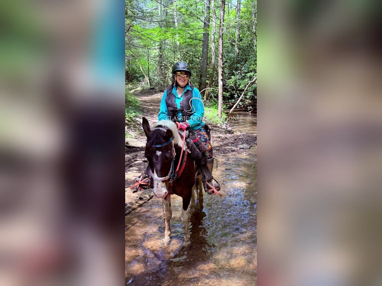 Spotted Saddle Horse Gelding 5 years 14 hh Tobiano-all-colors in Whitley City, KY