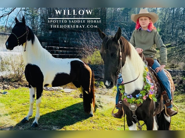 Spotted Saddle Horse Gelding 5 years 15 hh Tobiano-all-colors in Princeton, WV