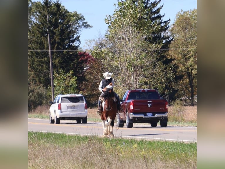 Spotted Saddle Horse Gelding 6 years 17 hh Tobiano-all-colors in Howell