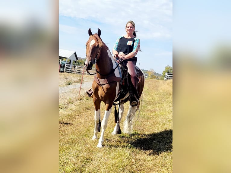 Spotted Saddle Horse Gelding 6 years Tobiano-all-colors in Petersburg TN