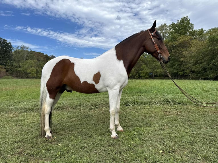 Spotted Saddle Horse Gelding 7 years 15 hh Tobiano-all-colors in Moscow