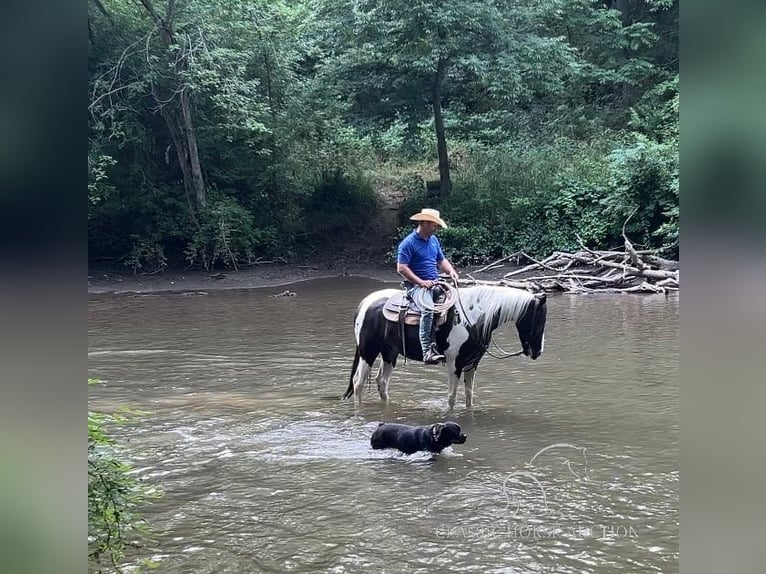 Spotted Saddle Horse Gelding 7 years 16 hh Tobiano-all-colors in Hagerstown, MD