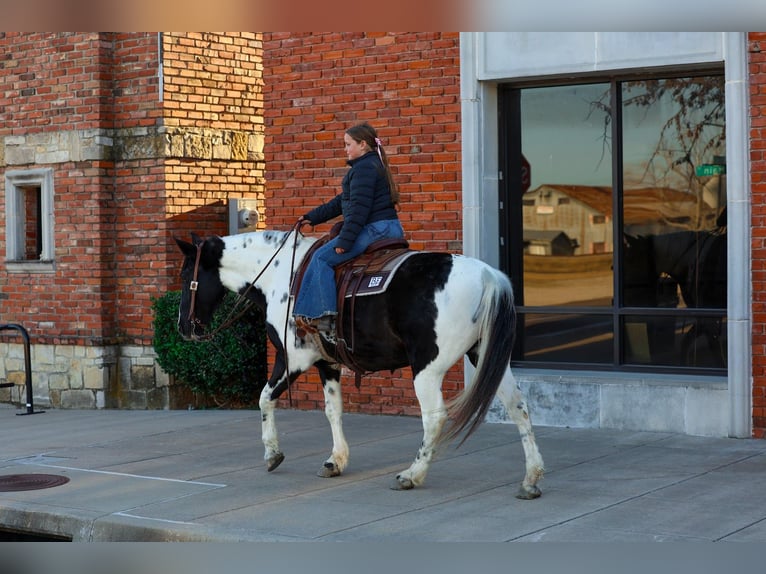 Spotted Saddle Horse Gelding 8 years 14.2 hh Pinto in Forney