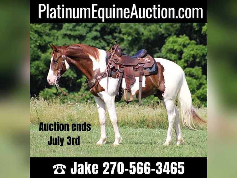 Spotted Saddle Horse Gelding 8 years 14,2 hh Tobiano-all-colors in Jamestown KY