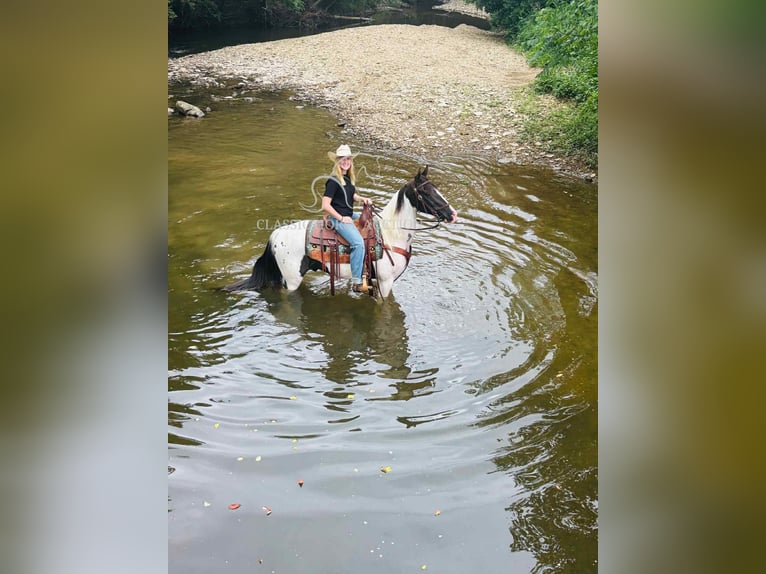 Spotted Saddle Horse Gelding 8 years 14 hh Tobiano-all-colors in Columbia