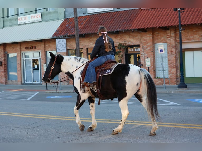 Spotted Saddle Horse Gelding 8 years 14,2 hh Pinto in Forney