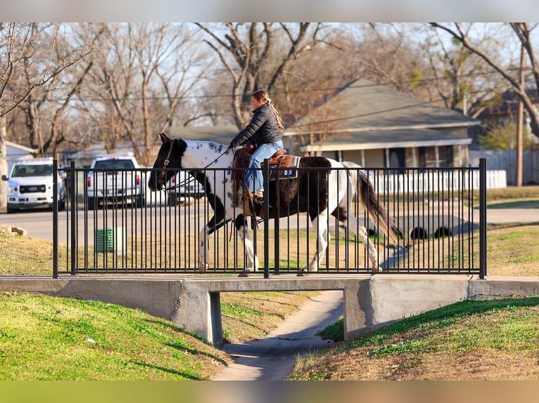 Spotted Saddle Horse Gelding 8 years 14,2 hh Pinto in Forney