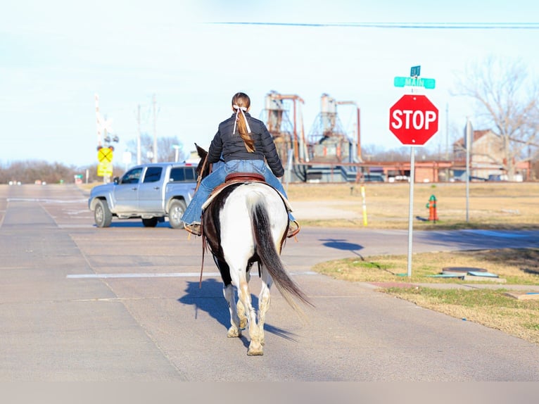 Spotted Saddle Horse Gelding 8 years 14,2 hh Pinto in Forney