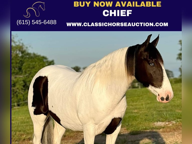 Spotted Saddle Horse Gelding 8 years 15 hh Tobiano-all-colors in Leslie, MO