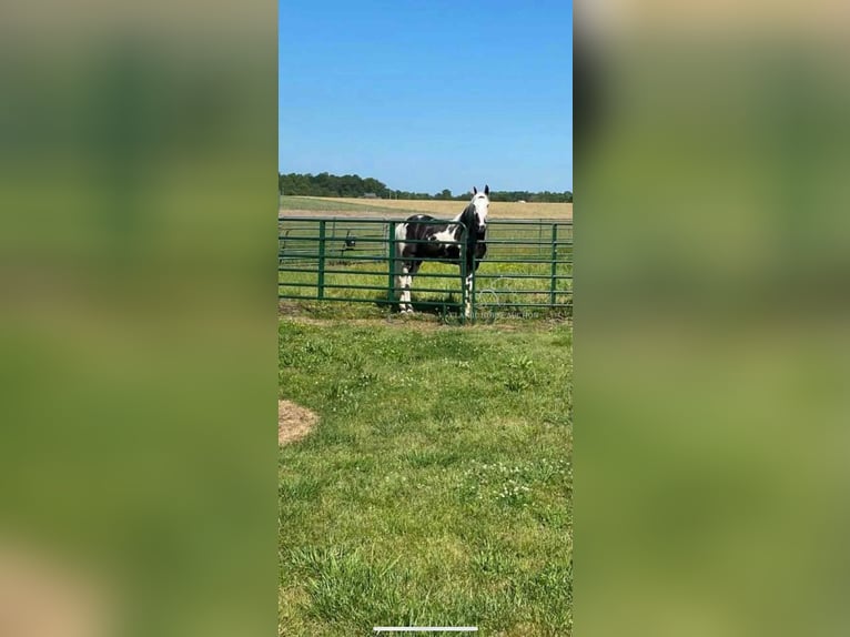 Spotted Saddle Horse Gelding 8 years 16 hh Tobiano-all-colors in Lewisburg, TN