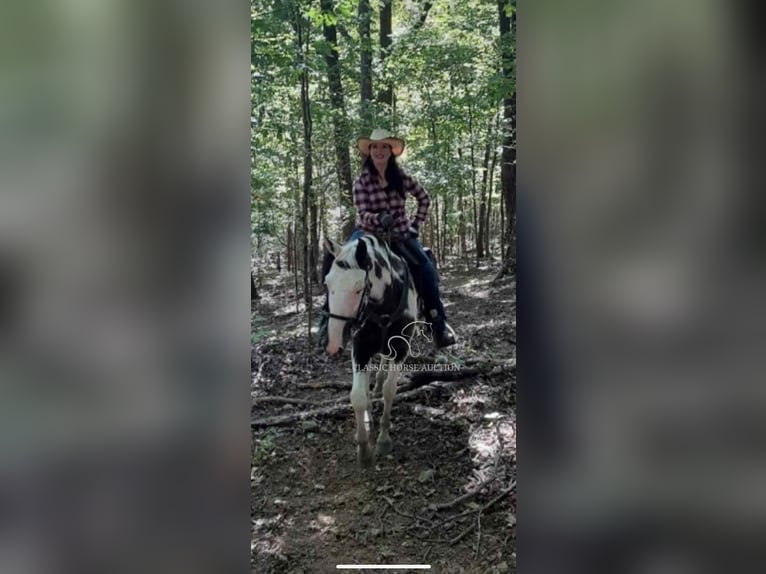 Spotted Saddle Horse Gelding 8 years 16 hh Tobiano-all-colors in Lewisburg, TN