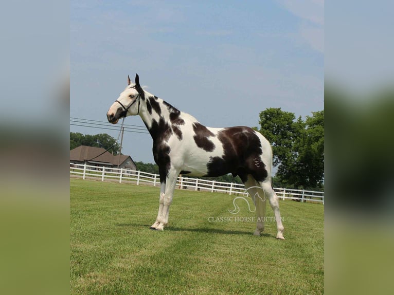 Spotted Saddle Horse Gelding 8 years 16 hh Tobiano-all-colors in Lewisburg, TN