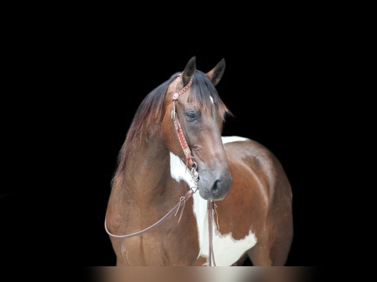 Spotted Saddle Horse Gelding 8 years in Shippenville, PA