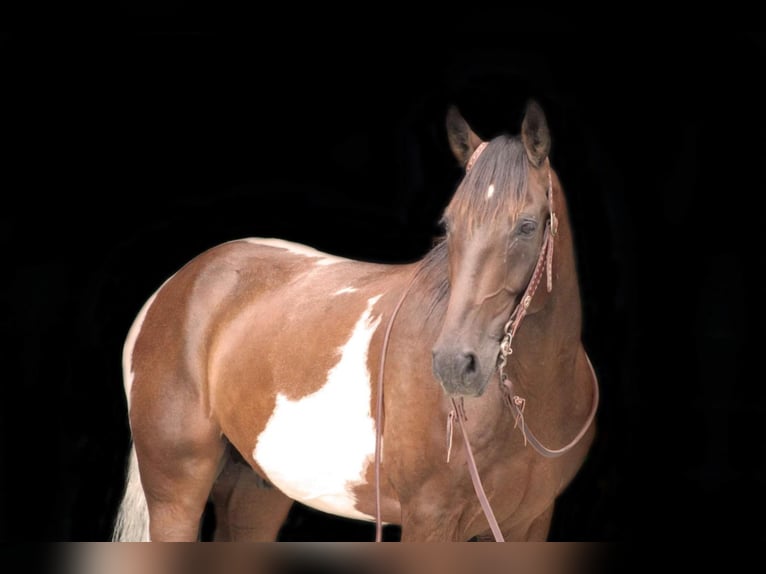 Spotted Saddle Horse Gelding 8 years in Shippenville, PA