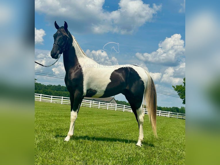 Spotted Saddle Horse Hengst 2 Jaar 152 cm Tobiano-alle-kleuren in Lewisburg, TN