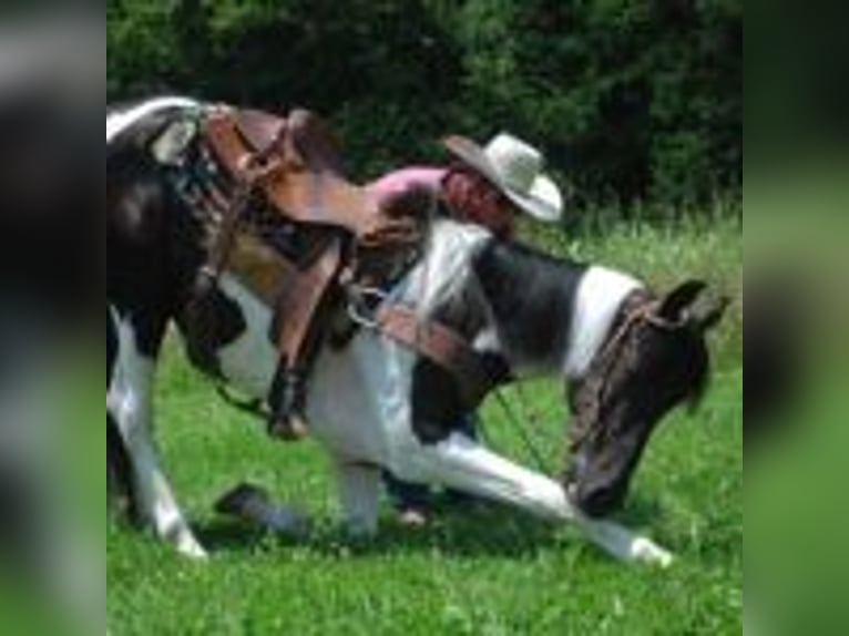Spotted Saddle Horse Hengst 9 Jahre 152 cm Tobiano-alle-Farben in Buffalo