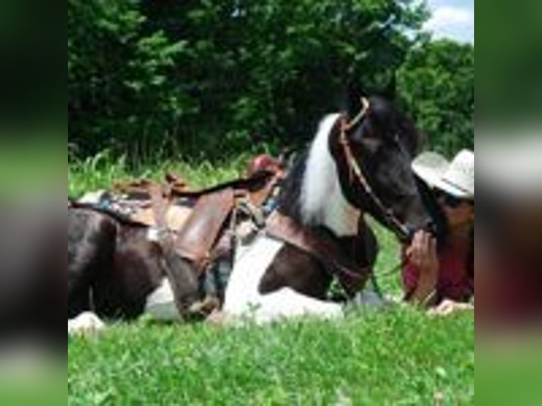 Spotted Saddle Horse Hengst 9 Jahre 152 cm Tobiano-alle-Farben in Buffalo