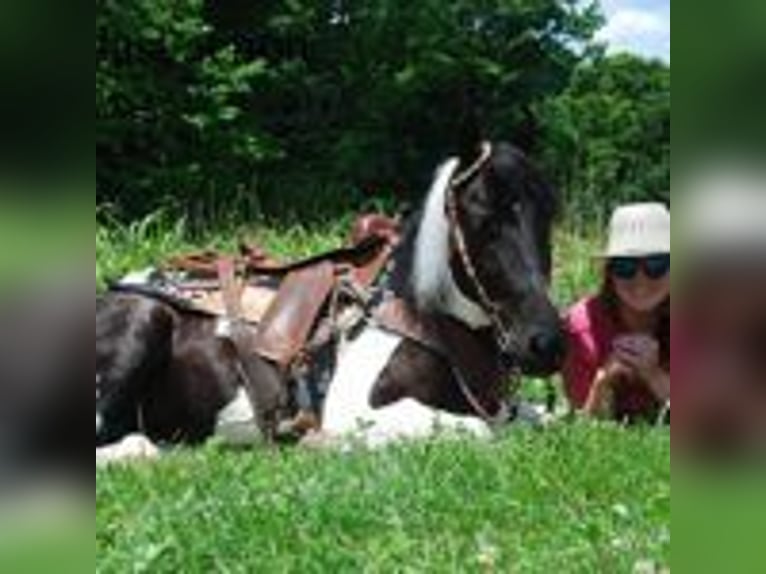 Spotted Saddle Horse Hengst 9 Jahre 152 cm Tobiano-alle-Farben in Buffalo