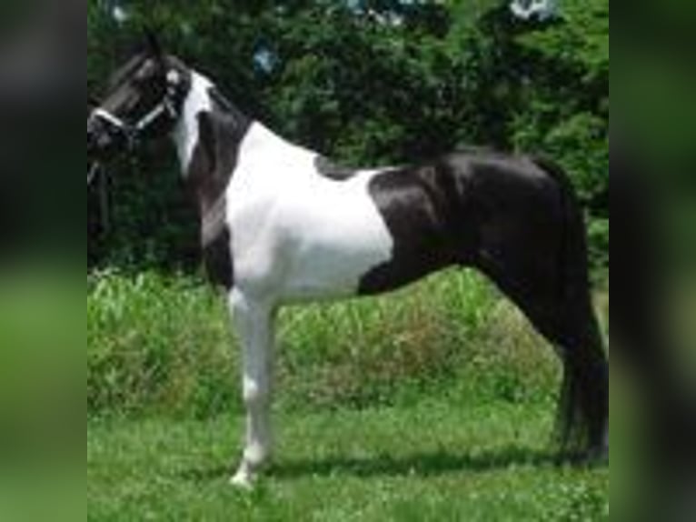 Spotted Saddle Horse Hengst 9 Jahre 152 cm Tobiano-alle-Farben in Buffalo