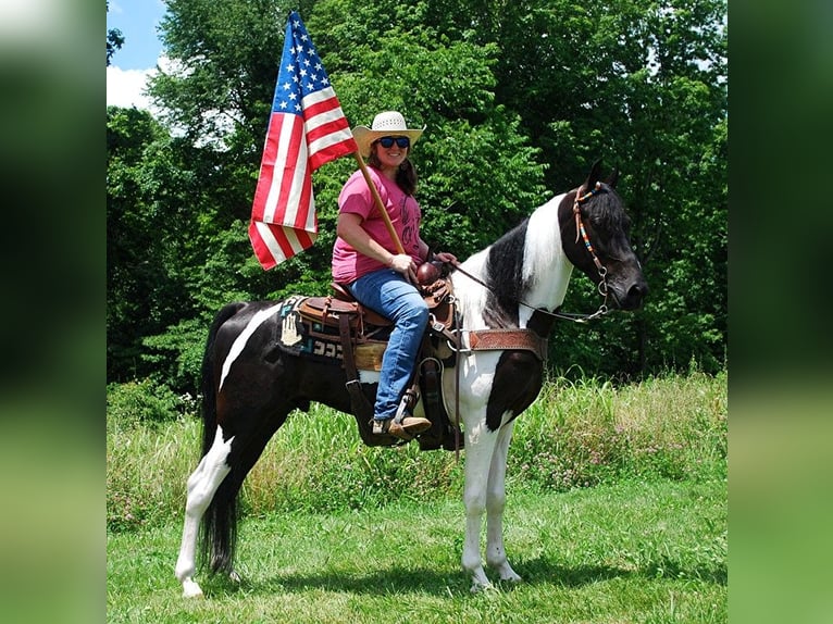Spotted Saddle Horse Hengst 9 Jahre 152 cm Tobiano-alle-Farben in Buffalo