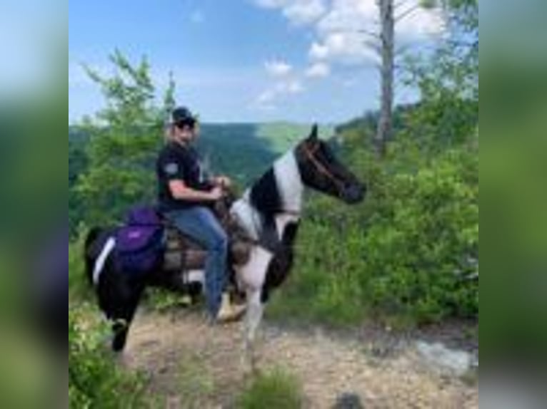 Spotted Saddle Horse Hengst 9 Jahre 152 cm Tobiano-alle-Farben in Buffalo