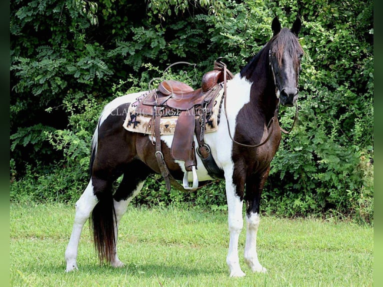 Spotted Saddle Horse Hongre 10 Ans 152 cm Tobiano-toutes couleurs in Waynesboro, pa