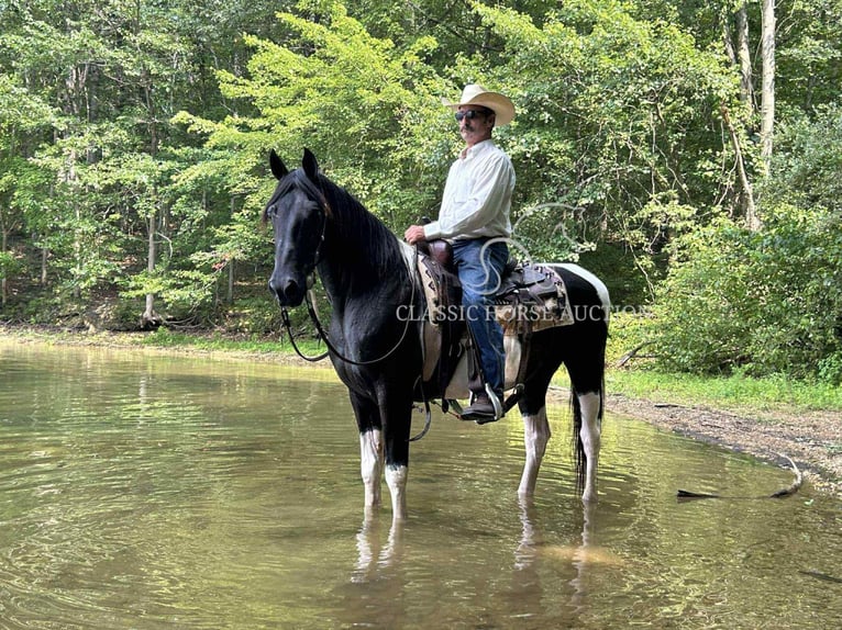 Spotted Saddle Horse Hongre 10 Ans 152 cm Tobiano-toutes couleurs in Waynesboro, pa